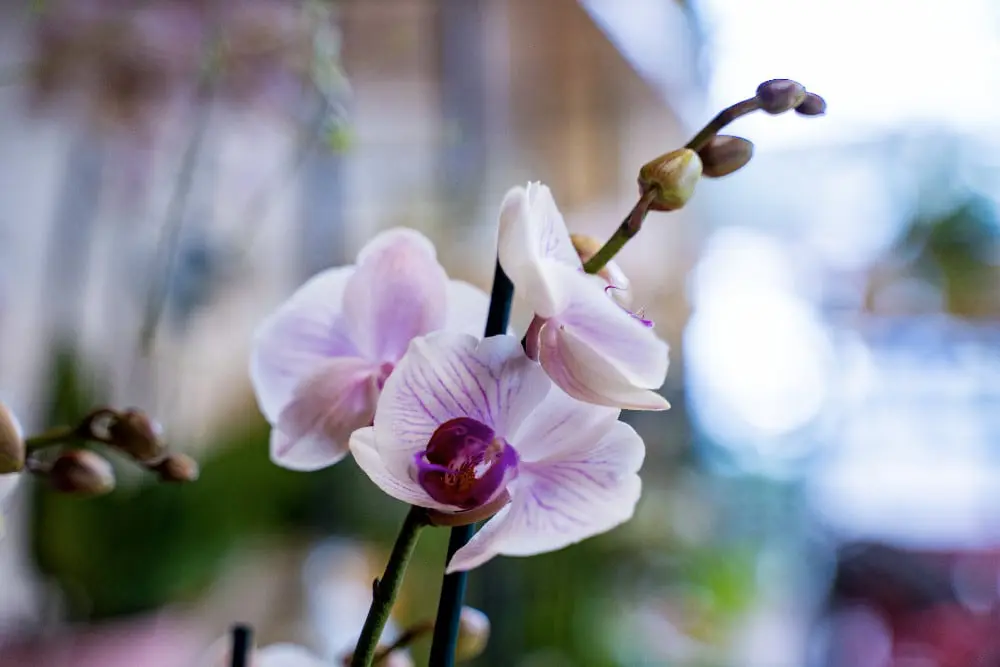 Blumen-Stein-Orchidee.jpg